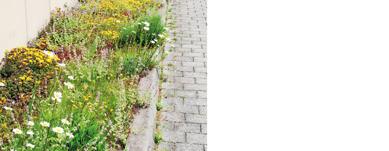 Ein artenreicher, pflegeleichter Saumstreifen am Gebäude bietet Lebensraum und Blütenpracht zugleich. Bild: Alexandra Klemisch/LRA Bamberg