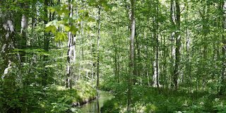 Der Augsburger Stadtwald ist das Trinkwasserschutzgebiet der Stadt. 70 km Bäche durchziehen den Wald. © Stadt Augsburg