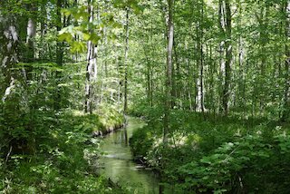 Der Augsburger Stadtwald ist das Trinkwasserschutzgebiet der Stadt. 70 km Bäche durchziehen den Wald. © Stadt Augsburg