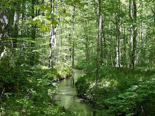 Der Augsburger Stadtwald ist das Trinkwasserschutzgebiet der Stadt. 70 km Bäche durchziehen den Wald. © Stadt Augsburg
