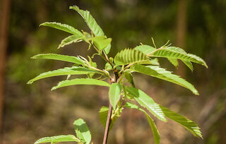 Eine frisch gepflanzte Esskastanie. Diese wurde im letzten Jahr im Rahmen des Waldumbaus symbolisch als 90-millionster Baum gepflanzt. Die Esskastanie ist ein wahrer Zukunftsbaum – sie kommt gut mit Trockenheit und Hitze zurecht. Foto: Judith Schmidhuber/StMELF.