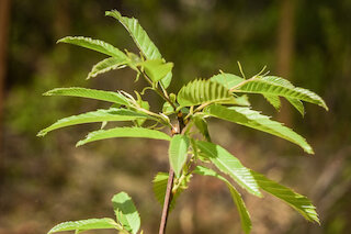 Eine frisch gepflanzte Esskastanie. Diese wurde im letzten Jahr im Rahmen des Waldumbaus symbolisch als 90-millionster Baum gepflanzt. Die Esskastanie ist ein wahrer Zukunftsbaum – sie kommt gut mit Trockenheit und Hitze zurecht. Foto: Judith Schmidhuber/StMELF.