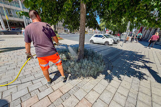 Hitze und Dürre setzen den rund 26.000 Bäumen im Stadtgebiet stark zu. Mit einem Betrag für den Baumpflegefonds kann jeder etwas zur Bewässerung von Eiche, Linde & Co. beitragen. Foto: Stadt Bayreuth